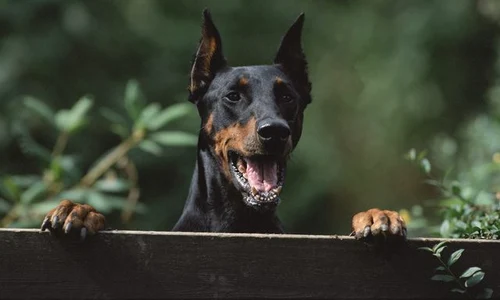 doberman jpg jpeg