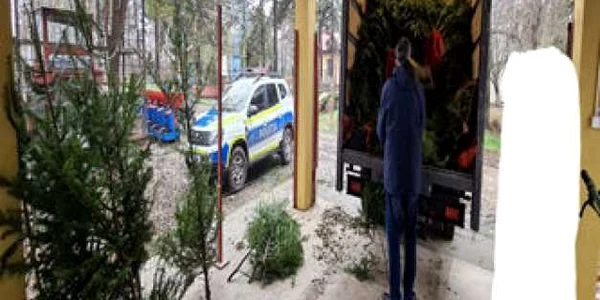 brazi Craciun Braila 1