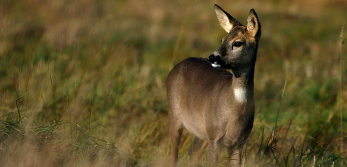 Femeia a fost lovită de un căprior în pădurea de la marginea localităţii Ţicleni