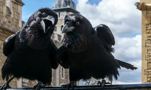 Cum se numește cel mai nou corb regal din Turnul Londrei jpeg