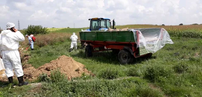 Tractor ce transportă cadavrele porcilor omorâţi din cauza pestei porcine africane