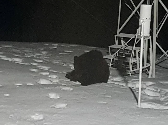 FOTO. Urşii fac spectacol, noaptea, la Bâlea Lac. Un alpinist i-a surprins zbenguindu-se prin zăpadă, deşi e vremea hibernării