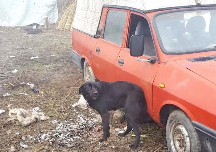 Câinele s-ar fi înfruptat din resturile înaripatei