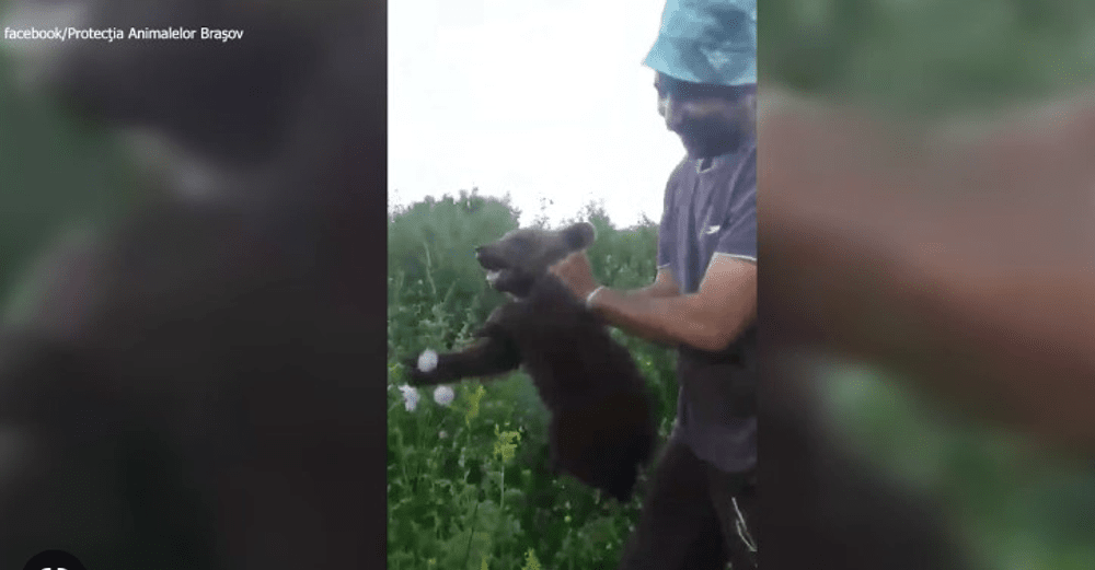 Românii care au chinuit un pui de urs cu „o dezgustătoare satisfacție” și-au primit pedepsele VIDEO