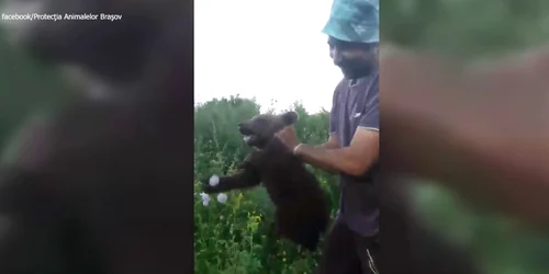 pui de urs chinuit jpg