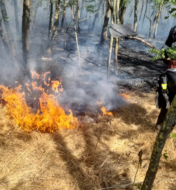 Focul a ajuns în zona de pădure FOTO: ISU Vrancea