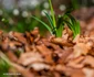 Ponorici Cioclovina Foto Lucian Ignat (4) jpg