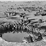 Iepuri în Australia. Foto. Science.org
