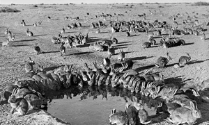 Iepuri în Australia. Foto. Science.org