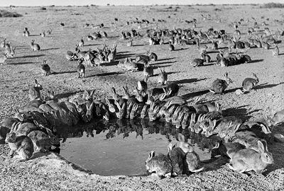 Iepuri în Australia. Foto. Science.org