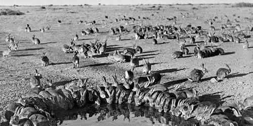Iepuri în Australia. Foto. Science.org