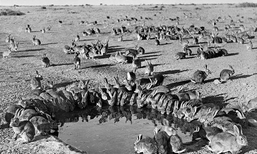 Iepuri în Australia. Foto. Science.org