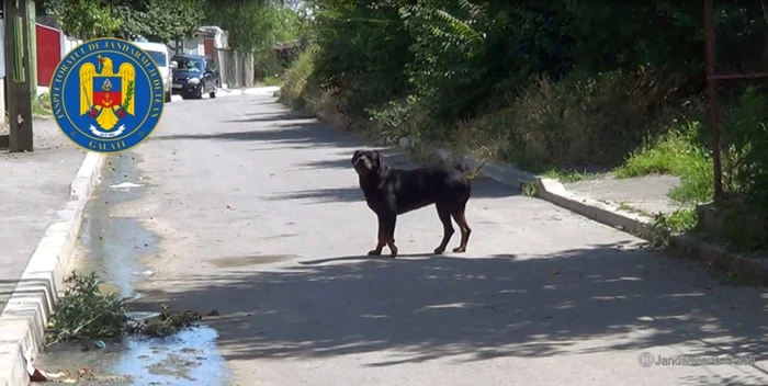 Animalul "terorist" în acţiune. Foto: IJJG