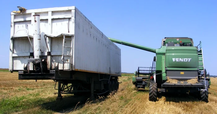 Culturile agricole sunt prădate de hoţi FOTO Arhivă