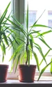 arborre drragon istock jpg