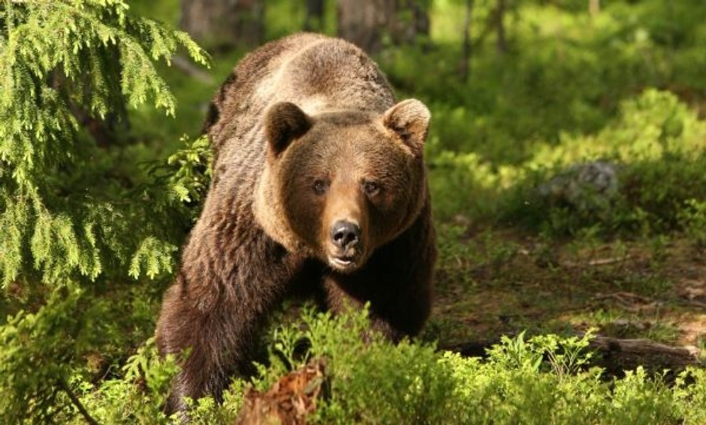Trei adolescenţi, salvaţi de jandarmii din Argeș după ce s-au întâlnit în pădure cu ursul