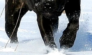 canecorsosecuritysystem1 jpeg