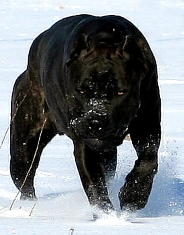 Cane Corso este cunoscut drept un câine agresiv(Foto: abouttimecanecorso.com)