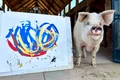 pigcasso porcul pictor profimedia jpg