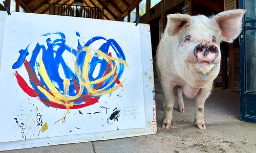 pigcasso porcul pictor profimedia jpg