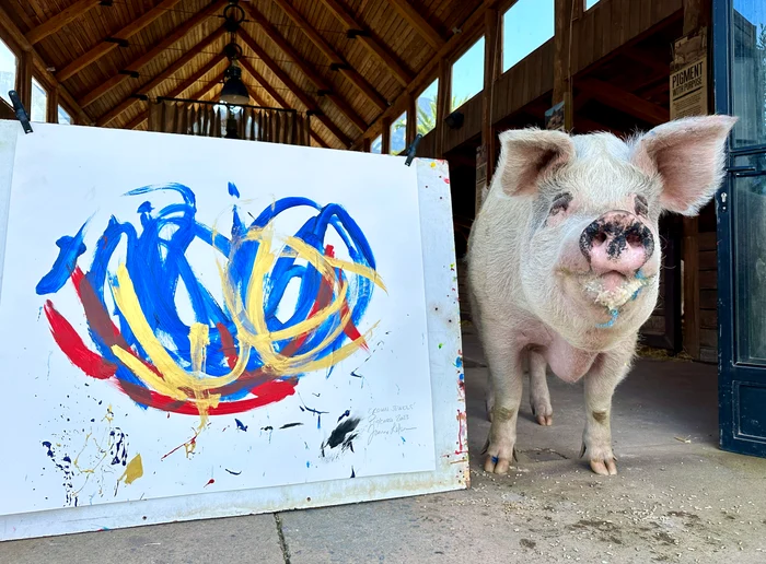 Scroafa Pigcasso, alături de unul dintre tablourile pictate de ea
