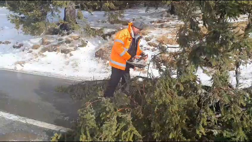 Brazi rupți de vântul puternic în Rânca. Au căzut pe Transalpina, cea mai înaltă șosea din țară VIDEO 