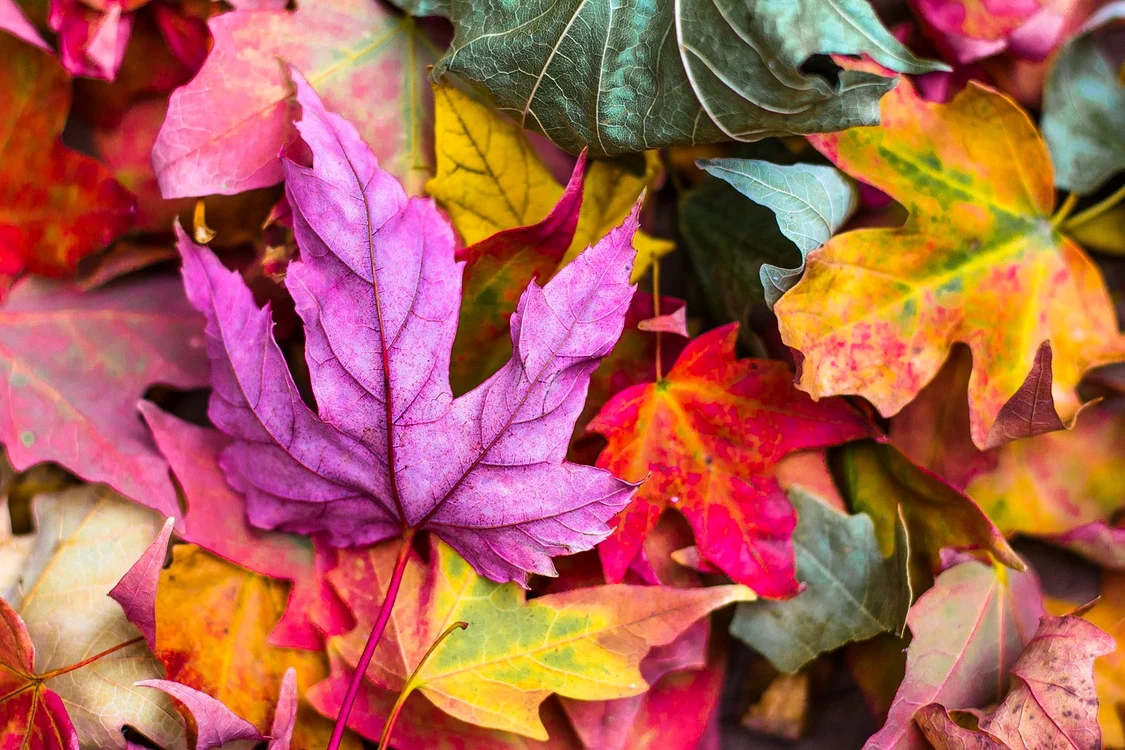 Temperaturile vor fi calde la început de toamnă / foto: Pixabay