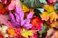 colorful 2609978 1280 jpg