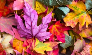 colorful 2609978 1280 jpg