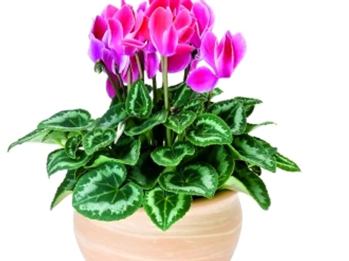 a0319d38d5d42f099dd02e1be15a95d4 jpg jpeg