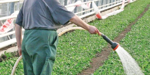 După 20 de ani, agricultorii mizează pe condiţiile meteorologice şi pe sistemele proprii de irigare ale terenurilor 