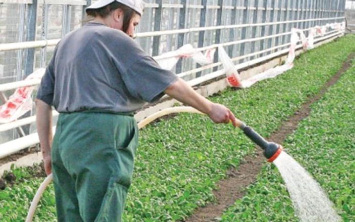 După 20 de ani, agricultorii mizează pe condiţiile meteorologice şi pe sistemele proprii de irigare ale terenurilor 