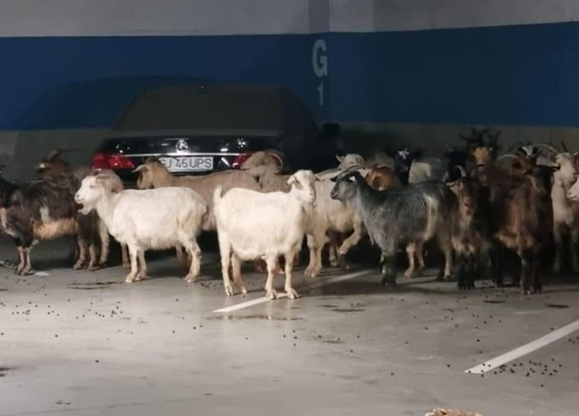 O turmă de capre, rătăcită, a ajuns în parcarea subterană a mall-ului din Târgu Jiu VIDEO
