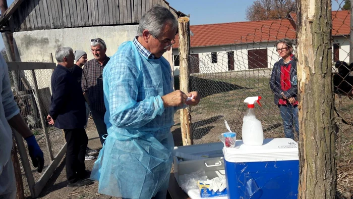 Prelevare de probe pentru laborator de la mistreţ FOTO Ş.Both