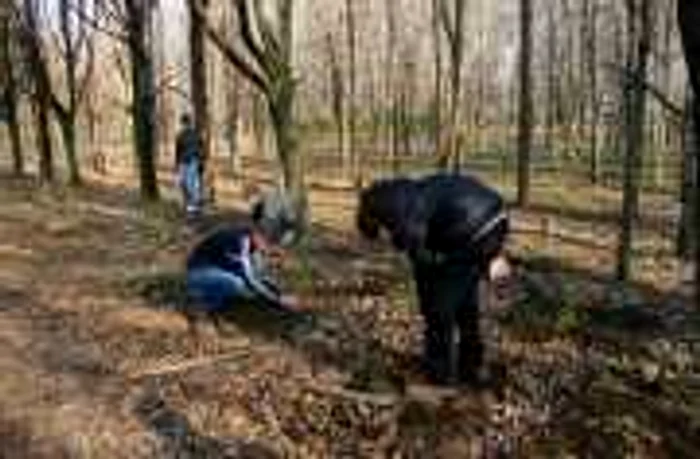 Elevii buzoieni vor planta în Crâng aproximativ 2000 de puieţi FOTO: Arhivă