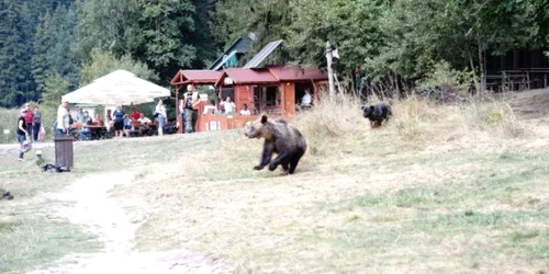 Ursuletul Soni ar putea fi impuşcat
