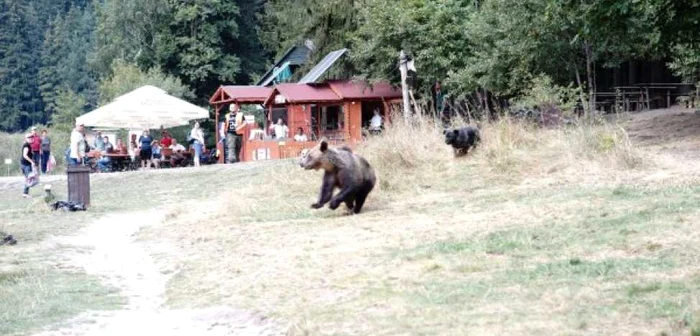 Ursuletul Soni ar putea fi impuşcat