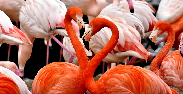 Păsările flamingo nu se nasc roz / foto: Pixabay