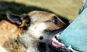 policedogbite1326224326 1378119790 jpeg