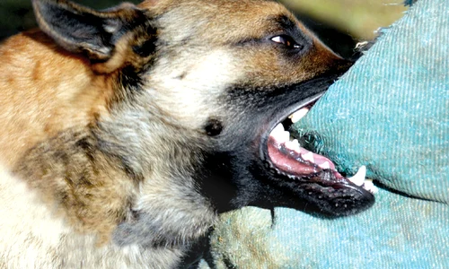 policedogbite1326224326 1378119790 jpeg