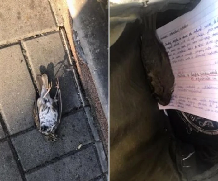 Pasărea moartă ascunsă în ghiozdanul unei eleve FOTO Facebook