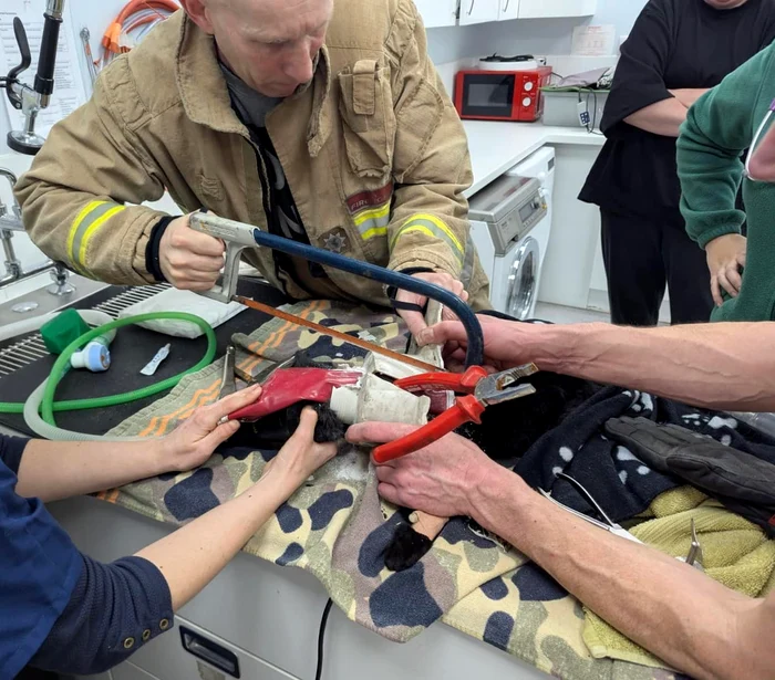 Restul conductei a fost îndepărtat la cabinetul veterinar (Foto: Profimedia)