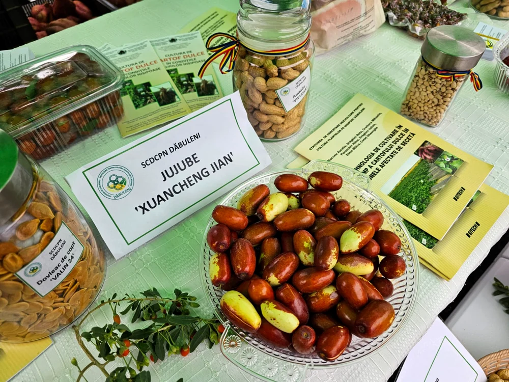 jujube   foto site statiunea cercetare dabuleni jpg