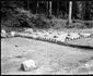 Sarmizegetusa Regia 1964  Foto Szabó Tamás, Muzeul Etnografic al Transilvaniei (24) jpg