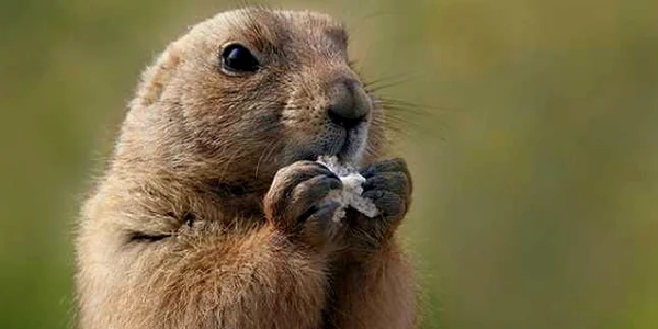 Marmota FOTO e-pets.ro