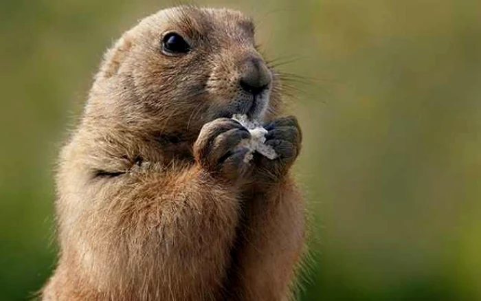 Marmotele sunt printre cele mai politicoase vieţuitoare. FOTO: e-pets.ro