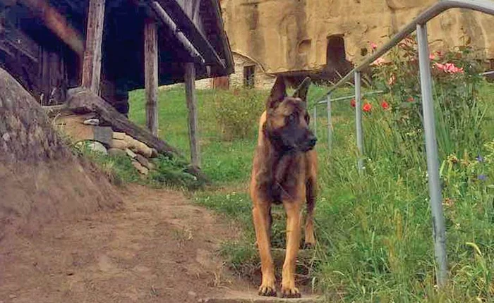 Tey a ajuns deja la Mănăstirea Corbii de Piatră, unde a fost primit cu mare bucurieFoto: Facebook Mănăstirea Corbii de Piatră