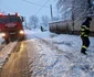 copaci carosabil 5 jpg