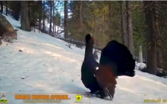 Cocosul de munte surprins în acţiunea în Parcul Natura Apuseni. Foto captura video