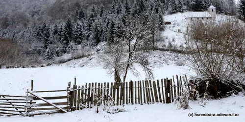 runcu mare foto daniel guta adevarul